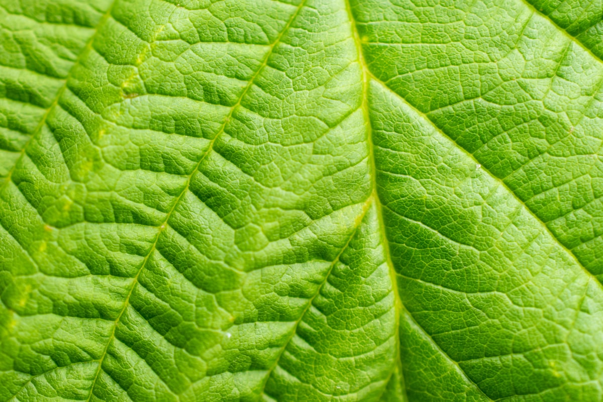 Cobertura foliar obtida com adjuvante agrícola espalhante